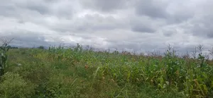 Farm for Sale at Kiserian-Mlangarini Area-Arusha-Tanzania