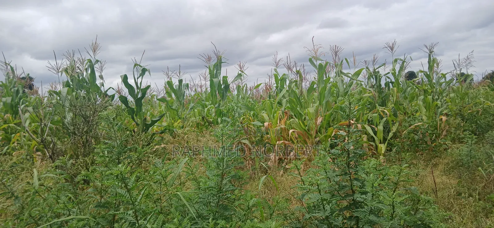 Farm for Sale at Kiserian-Mlangarini Area-Arusha-Tanzania
