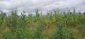 Farm for Sale at Kiserian-Mlangarini Area-Arusha-Tanzania