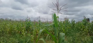 Farm for Sale at Kiserian-Mlangarini Area-Arusha-Tanzania