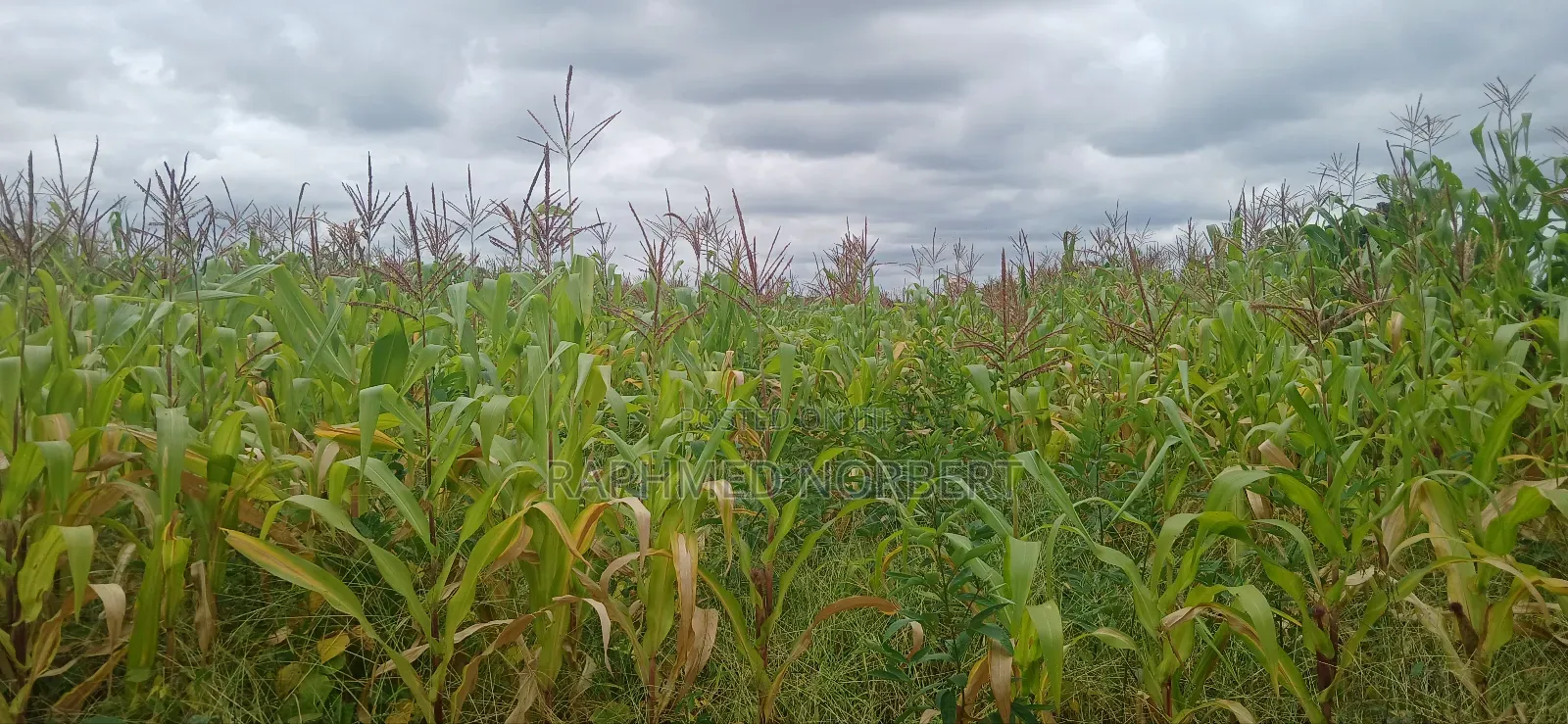 Farm for Sale at Kiserian-Mlangarini Area-Arusha-Tanzania