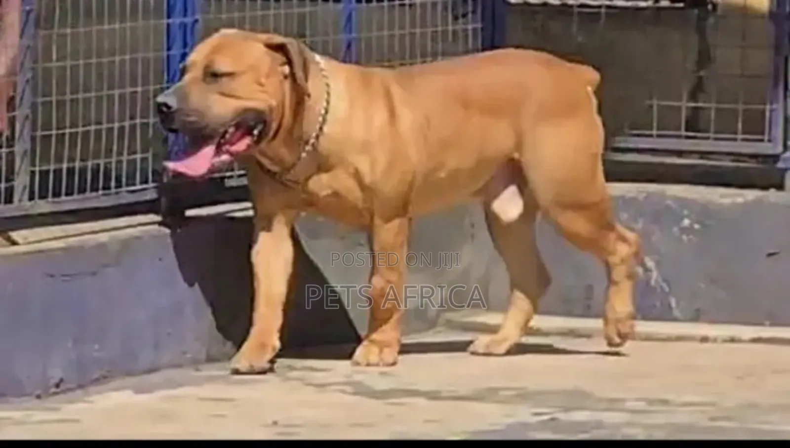 6-12 months Male Purebred Boerboel