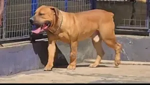 6-12 months Male Purebred Boerboel