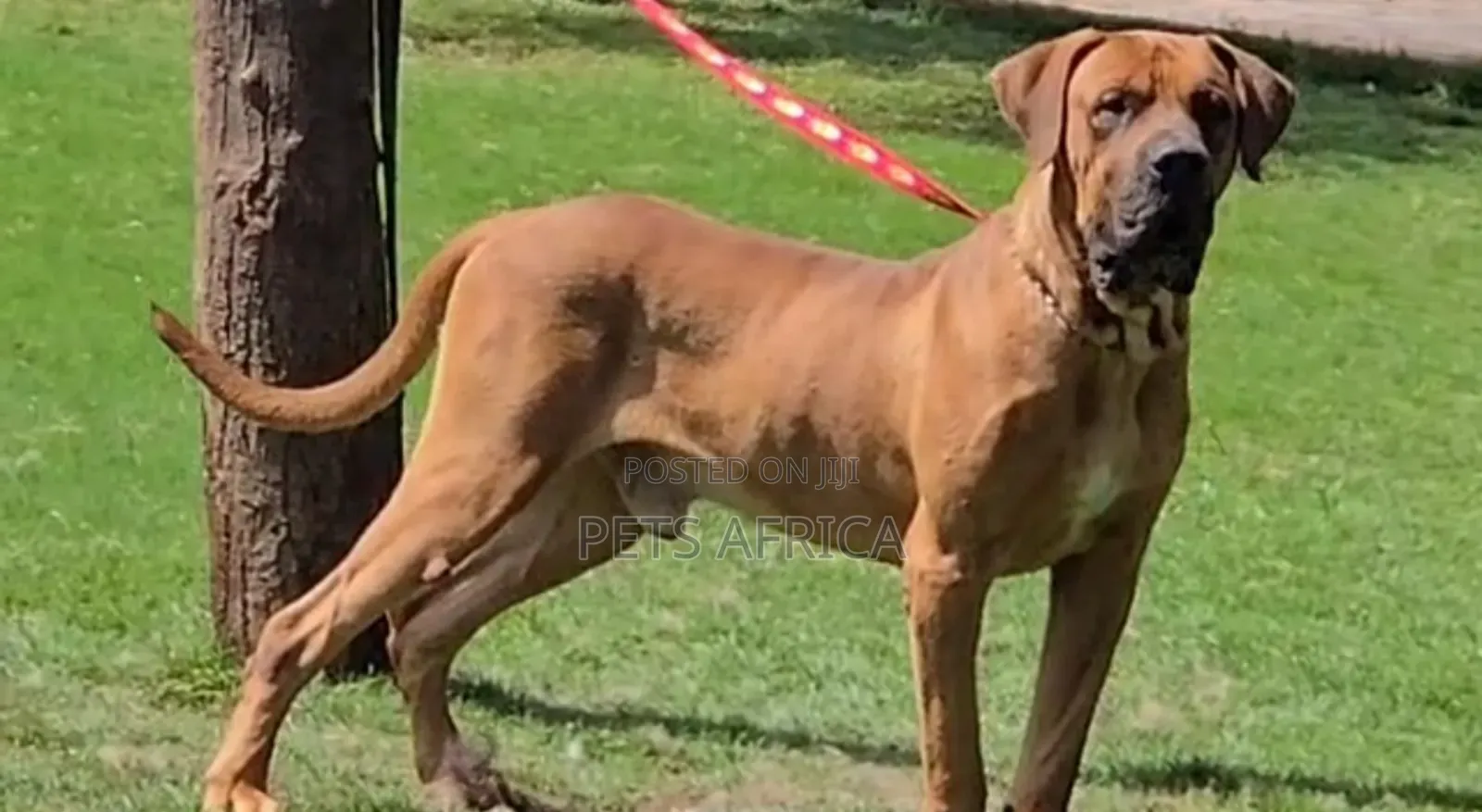 1+ year Male Purebred Boerboel
