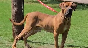 1+ year Male Purebred Boerboel