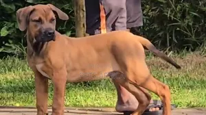 3-6 months Male Purebred Boerboel