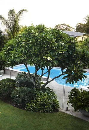 Furnished 3bdrm House in Capripoint, Nyamagana for rent