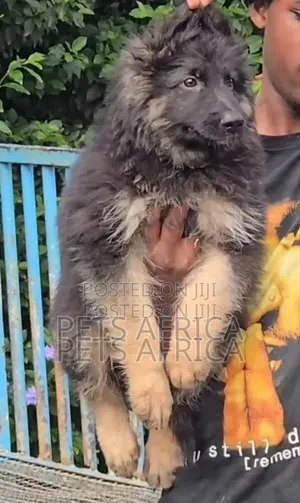 1-3 months Male Purebred German Shepherd
