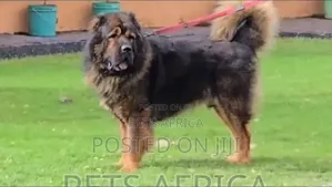 1+ year Male Purebred Caucasian Shepherd