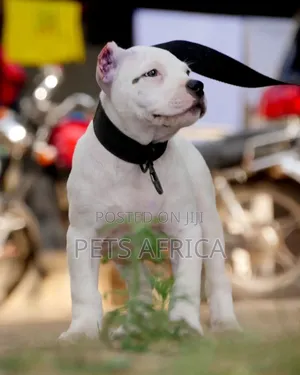 1-3 months Male Purebred American Bully