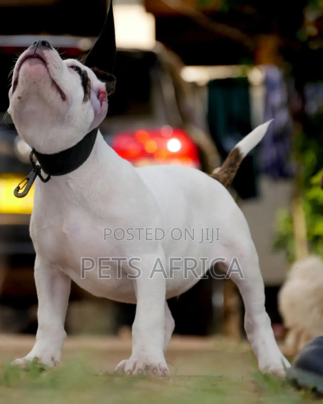 1-3 months Male Purebred American Bully