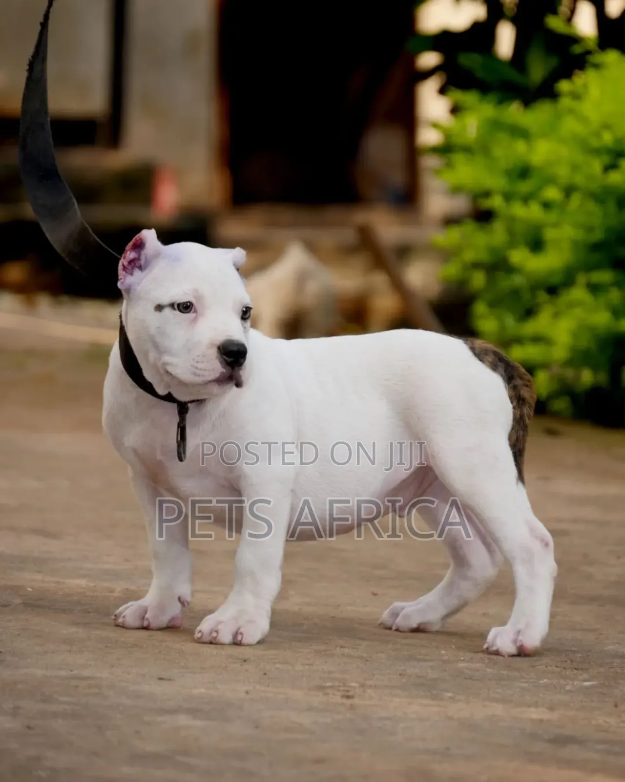 1-3 months Male Purebred American Bully