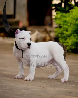 1-3 months Male Purebred American Bully