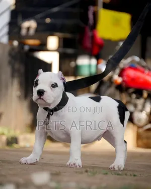 1-3 months Male Purebred American Bully