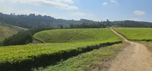 Plot With 119 Acres for Sale at Iringa Mufindi