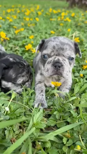 1-3 months Male Purebred French Bulldog