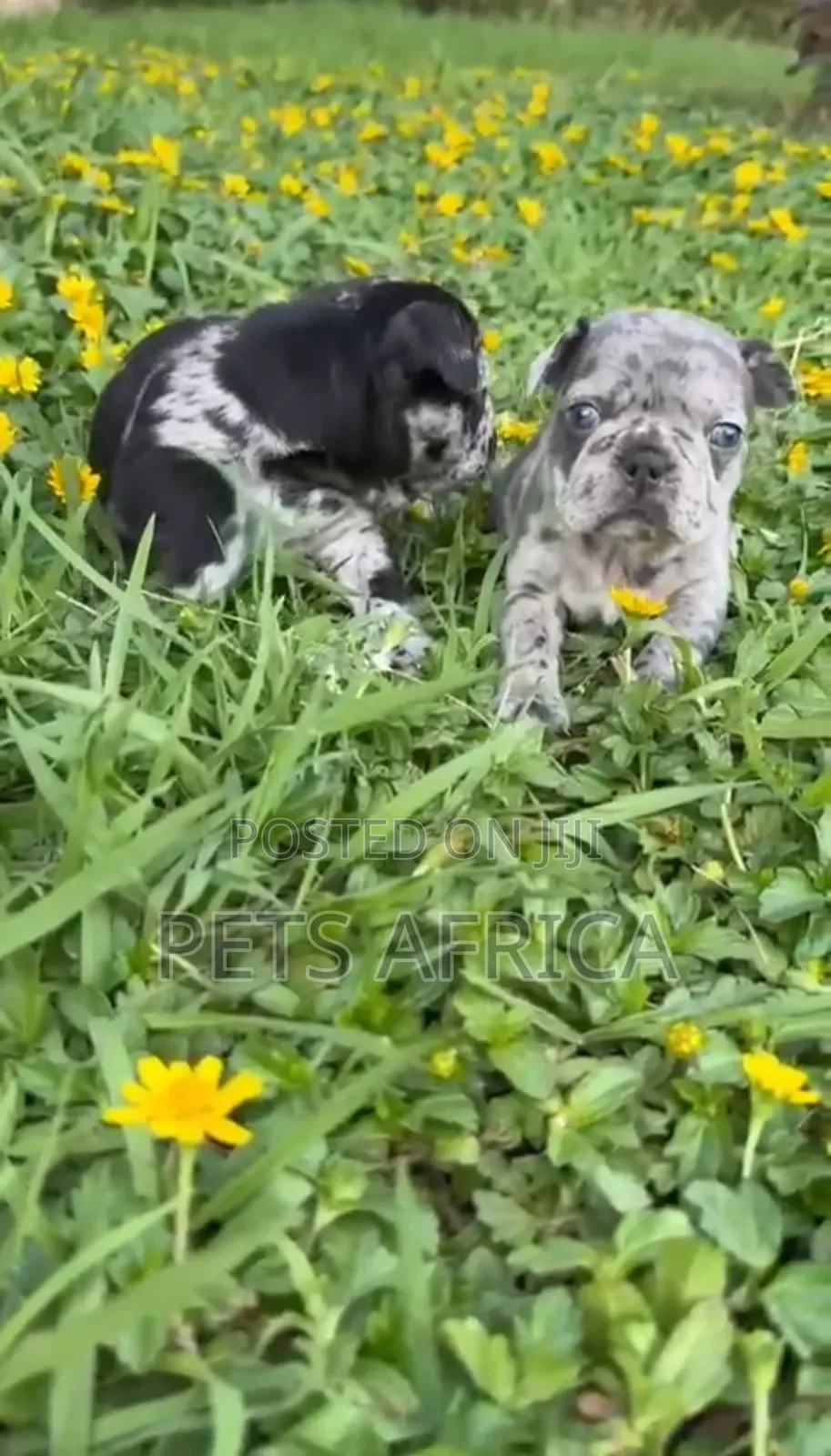 1-3 months Male Purebred French Bulldog