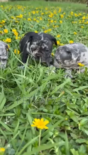 1-3 months Male Purebred French Bulldog