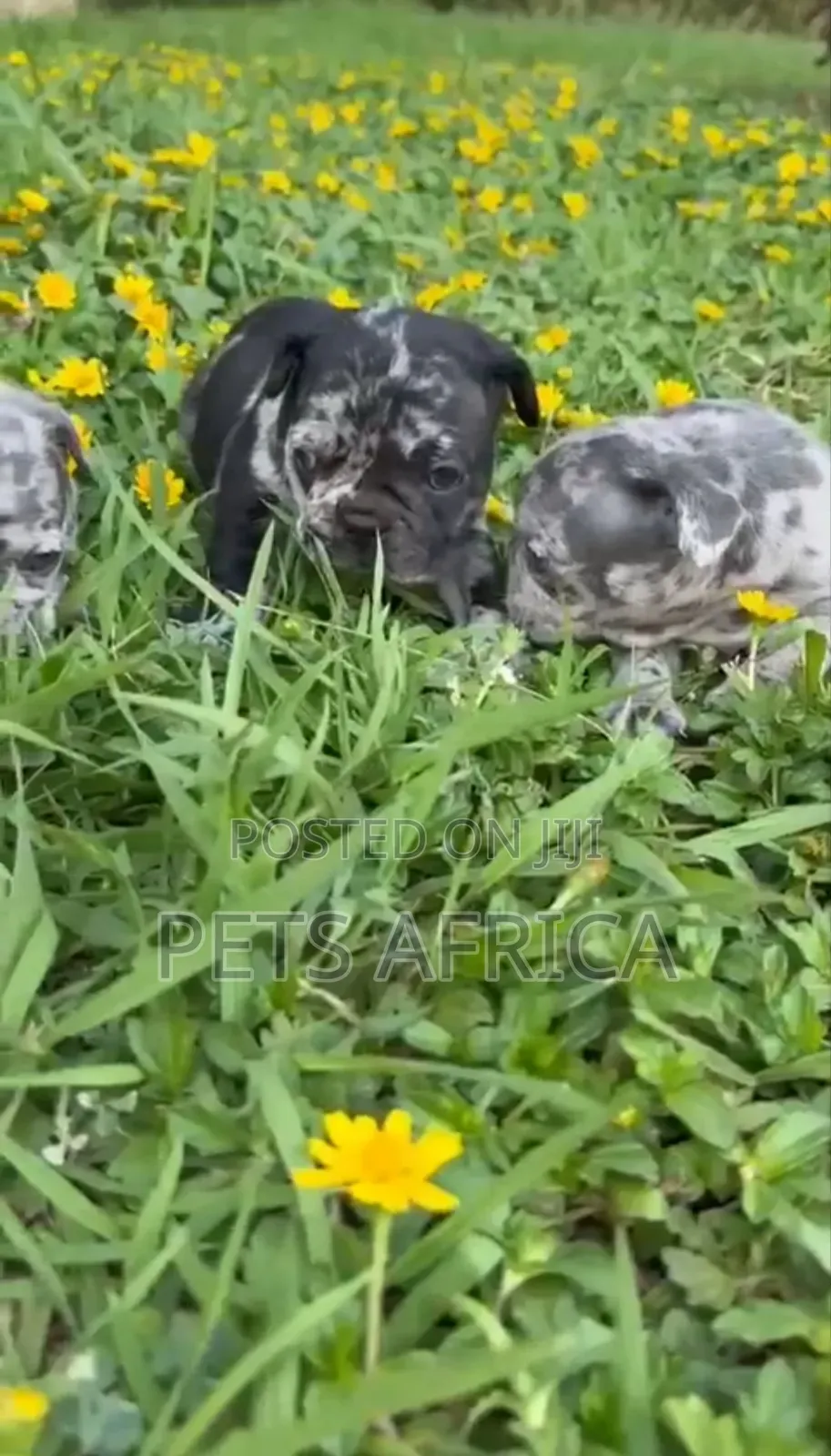 1-3 months Male Purebred French Bulldog