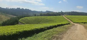 Shamba Linauzwa Mufindi Iringa