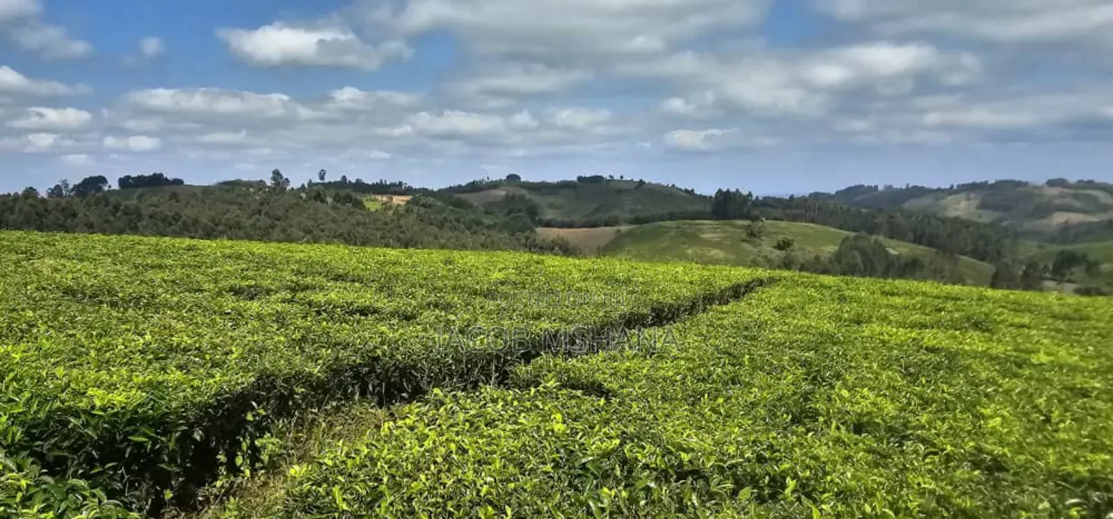 Shamba Linauzwa Mufindi Iringa