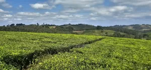 Shamba Linauzwa Mufindi Iringa