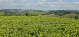 Shamba Linauzwa Mufindi Iringa
