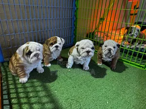 1-3 months Male Purebred Bulldog