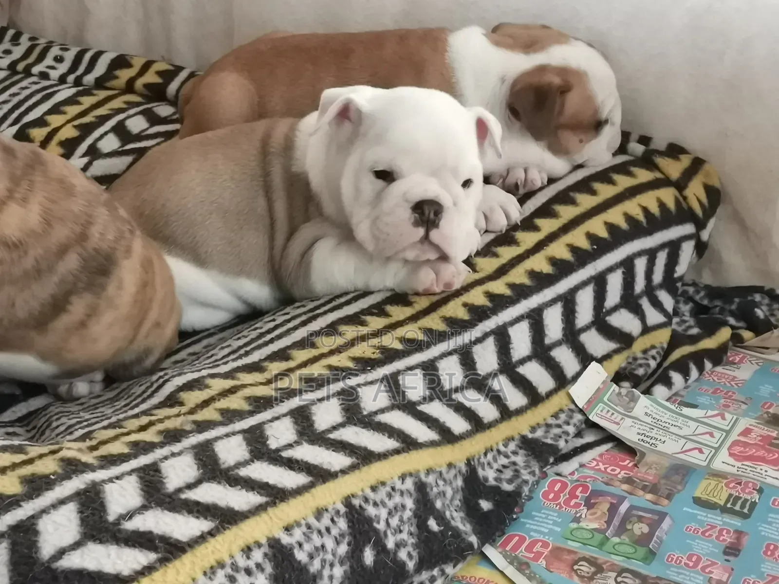 1-3 months Male Purebred Bulldog