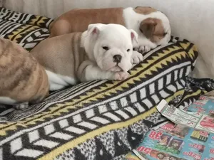 1-3 months Male Purebred Bulldog