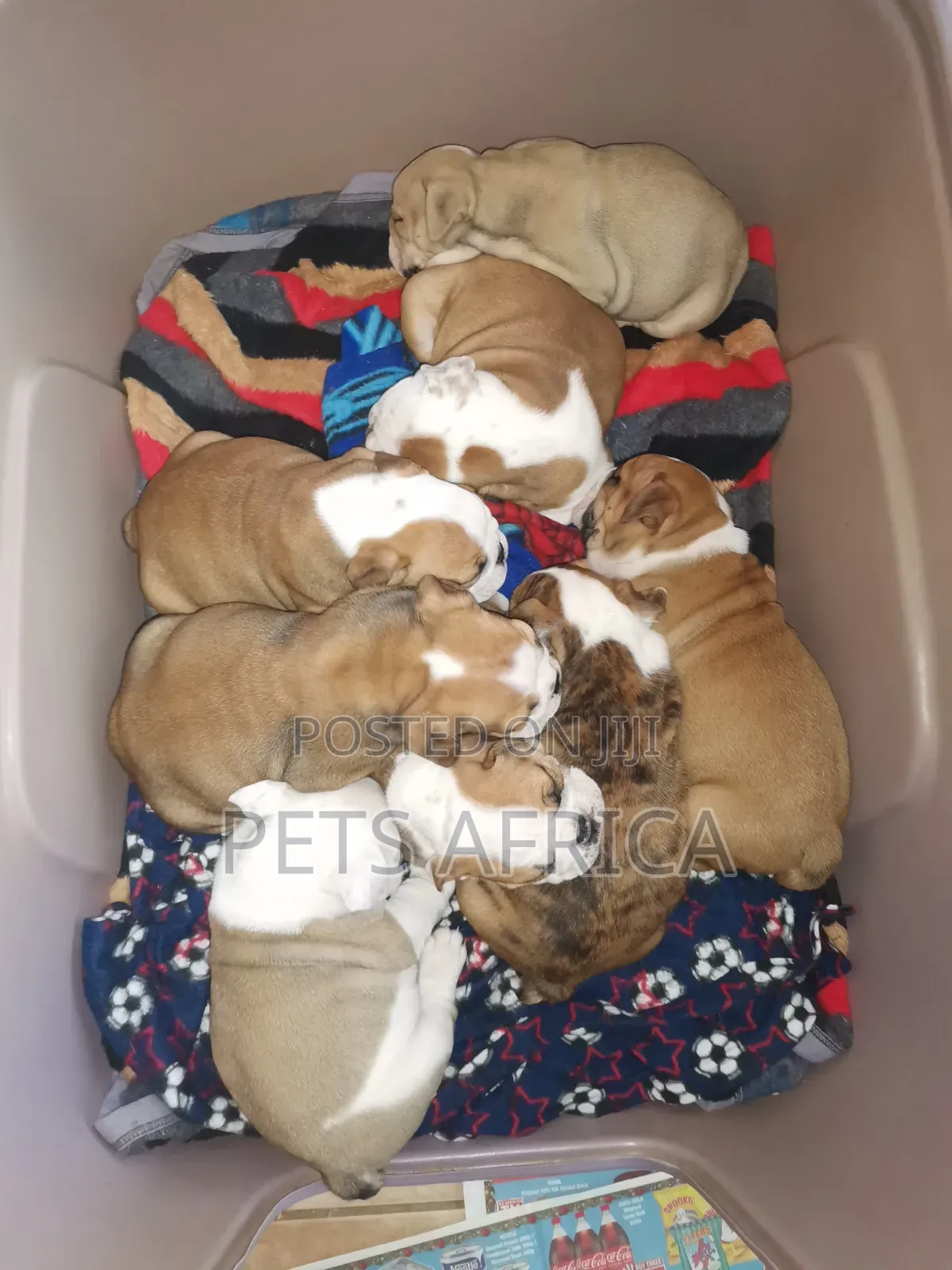 1-3 months Male Purebred Bulldog