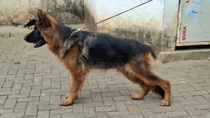 3-6 months Male Purebred German Shepherd