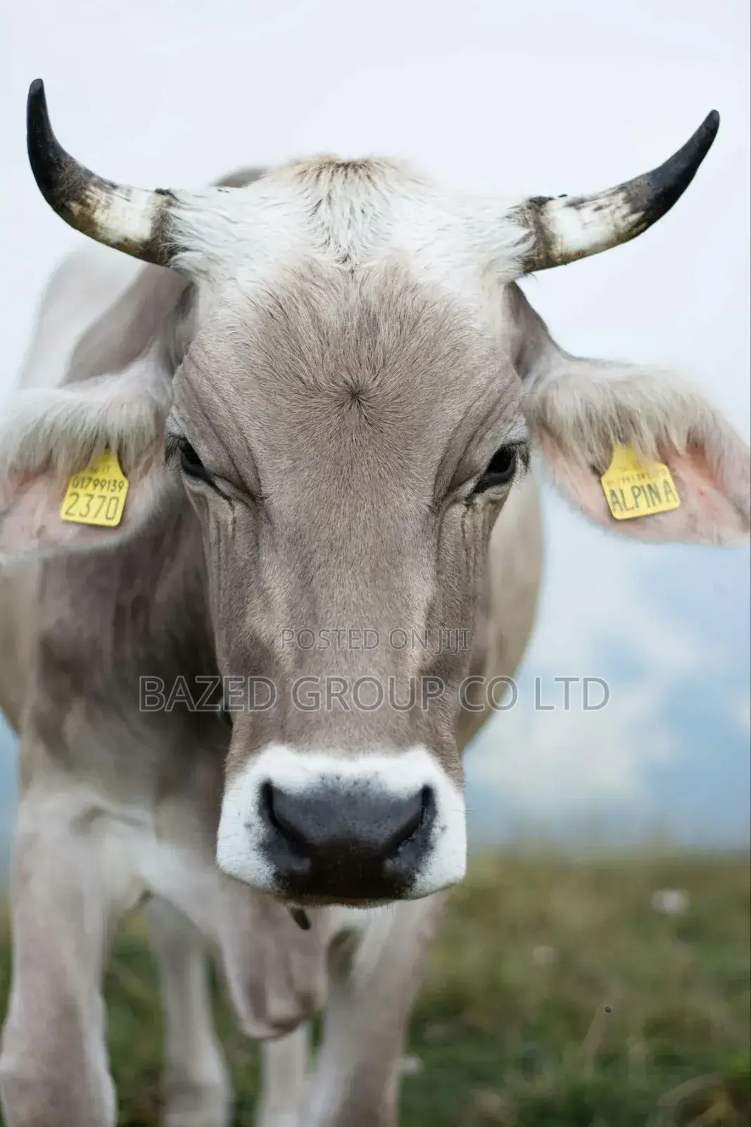 Cow Eartags (Hereni Za Ngombe , 100pcs /Package )