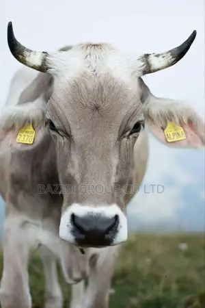 Cow Eartags (Hereni Za Ngombe , 100pcs /Package )