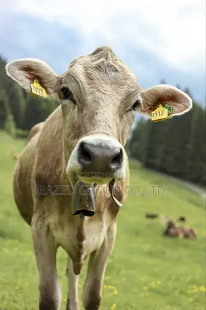 Cow Eartags (Hereni Za Ngombe , 100pcs /Package )