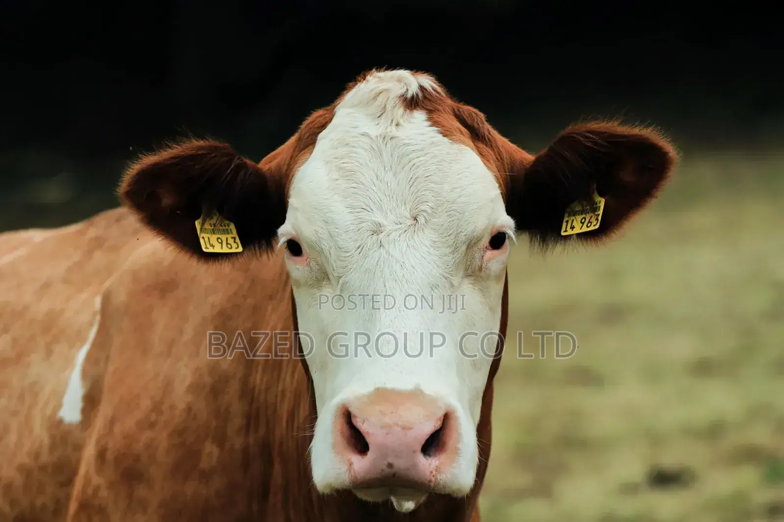 Cattle Eartags Applicator (Kifaa Cha Kubania Hereni Mifugo