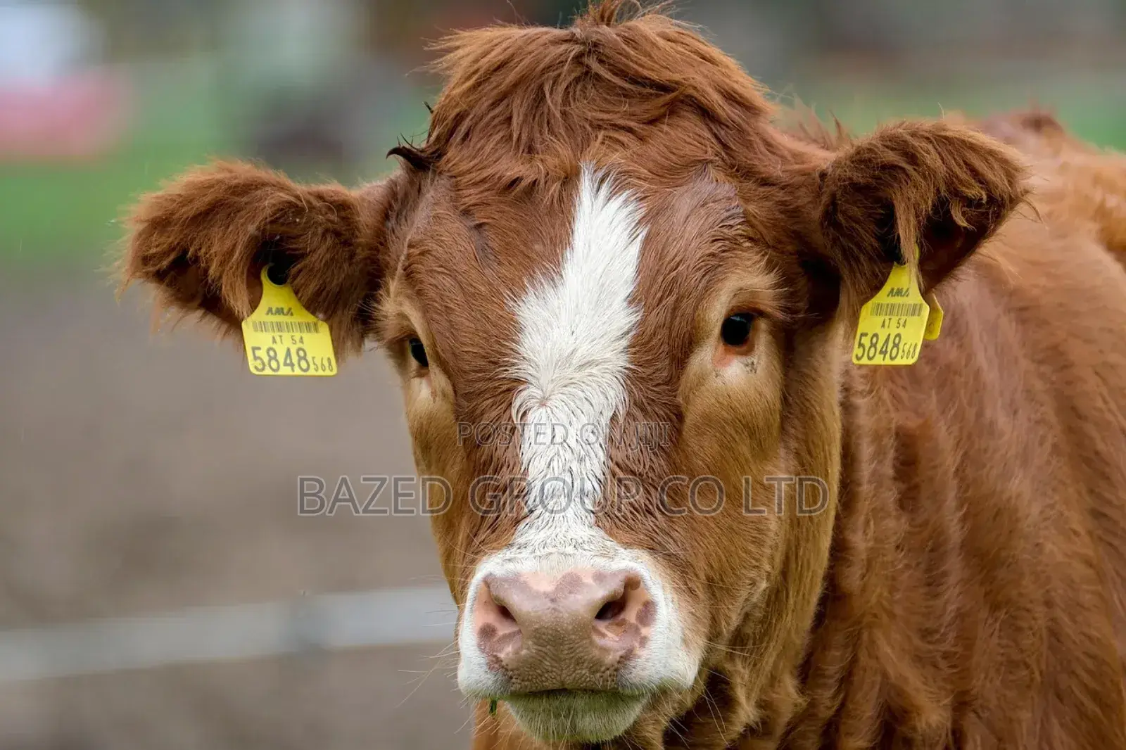 Cattle Eartags Applicator (Kifaa Cha Kubania Hereni Mifugo