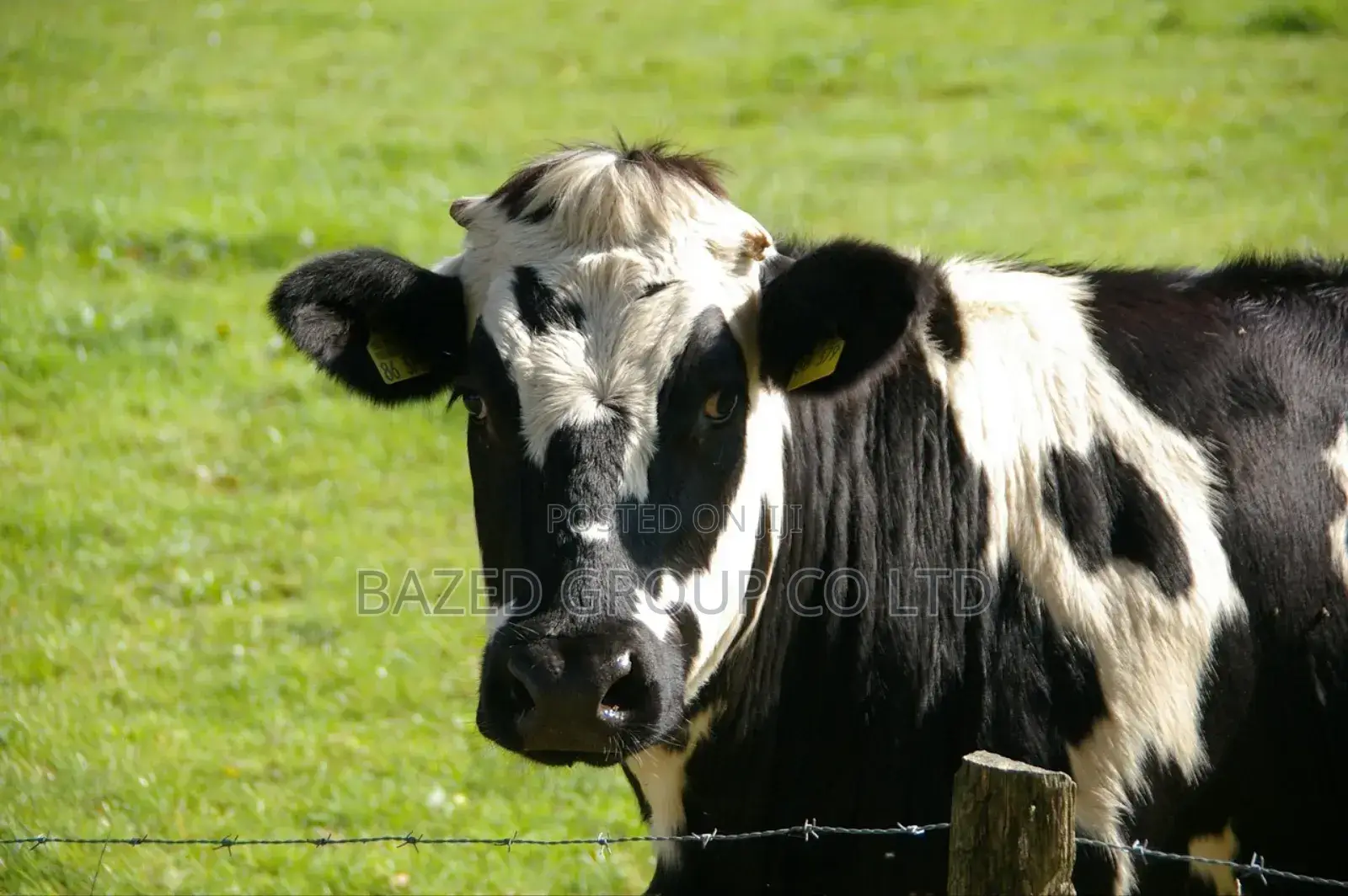 Cattle Eartags Applicator (Kifaa Cha Kubania Hereni Mifugo
