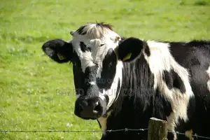 Cattle Eartags Applicator (Kifaa Cha Kubania Hereni Mifugo