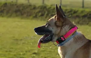 Premium Dog Collars