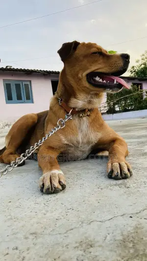 Heavy Duty Dog Chains(Minyororo Wa Kufungia Mbwa)