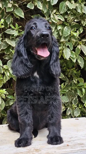 3-6 months Female Purebred Cocker Spaniel