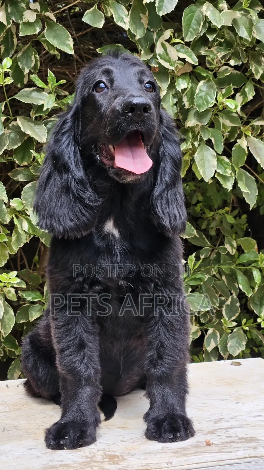 3-6 months Female Purebred Cocker Spaniel