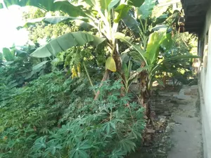Eneo Linauzwa Zanzibar