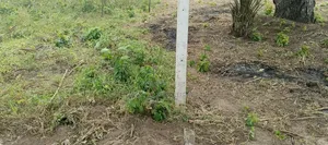 Plot for Sale in Masaki Chole Road