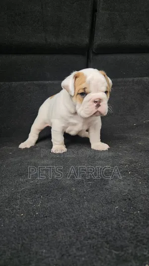 1-3 months Male Purebred Bulldog