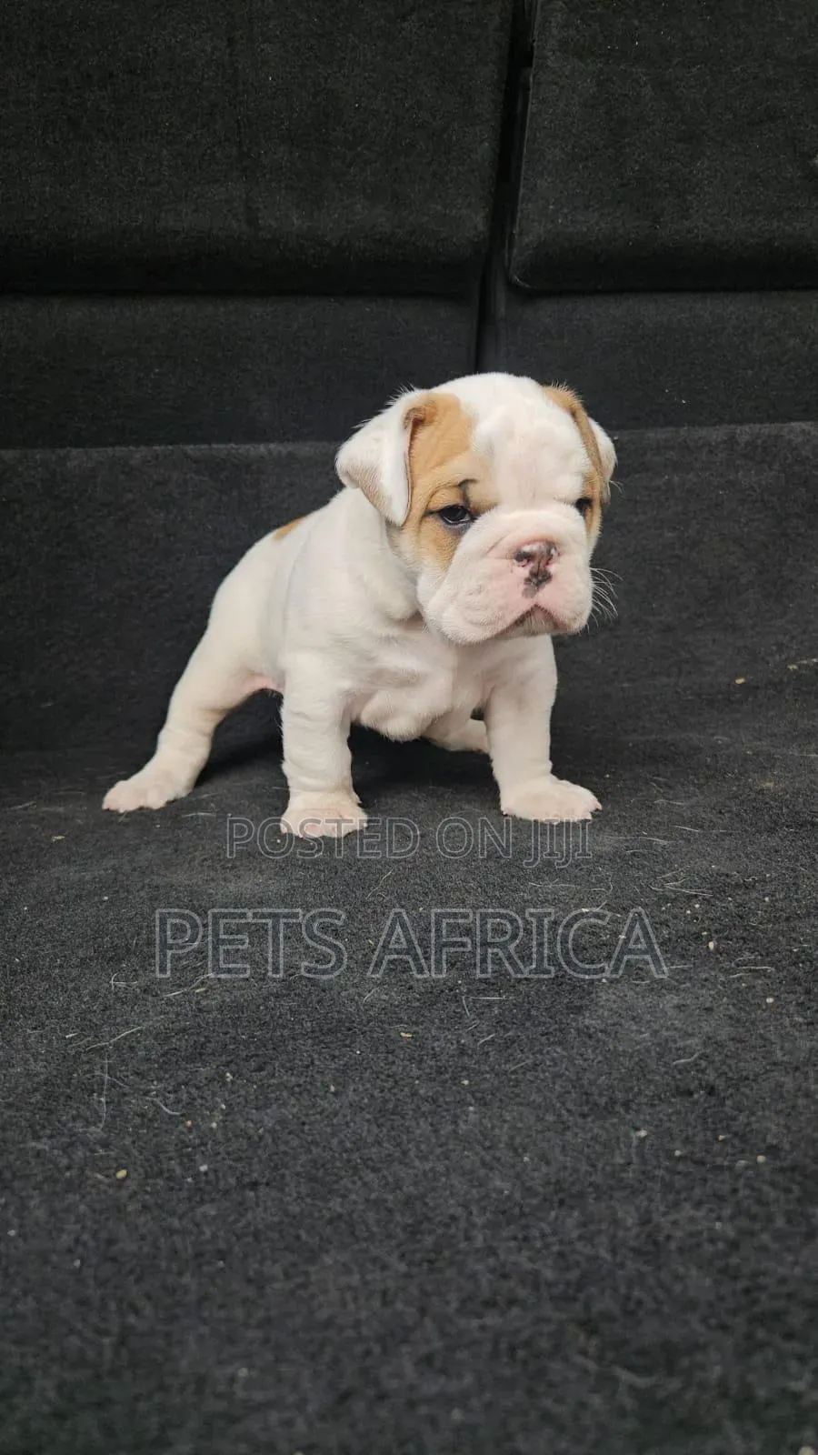 1-3 months Male Purebred Bulldog