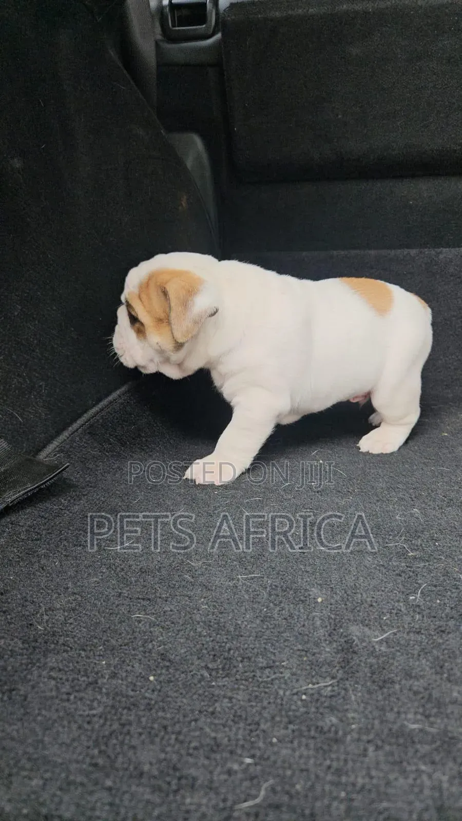 1-3 months Male Purebred Bulldog