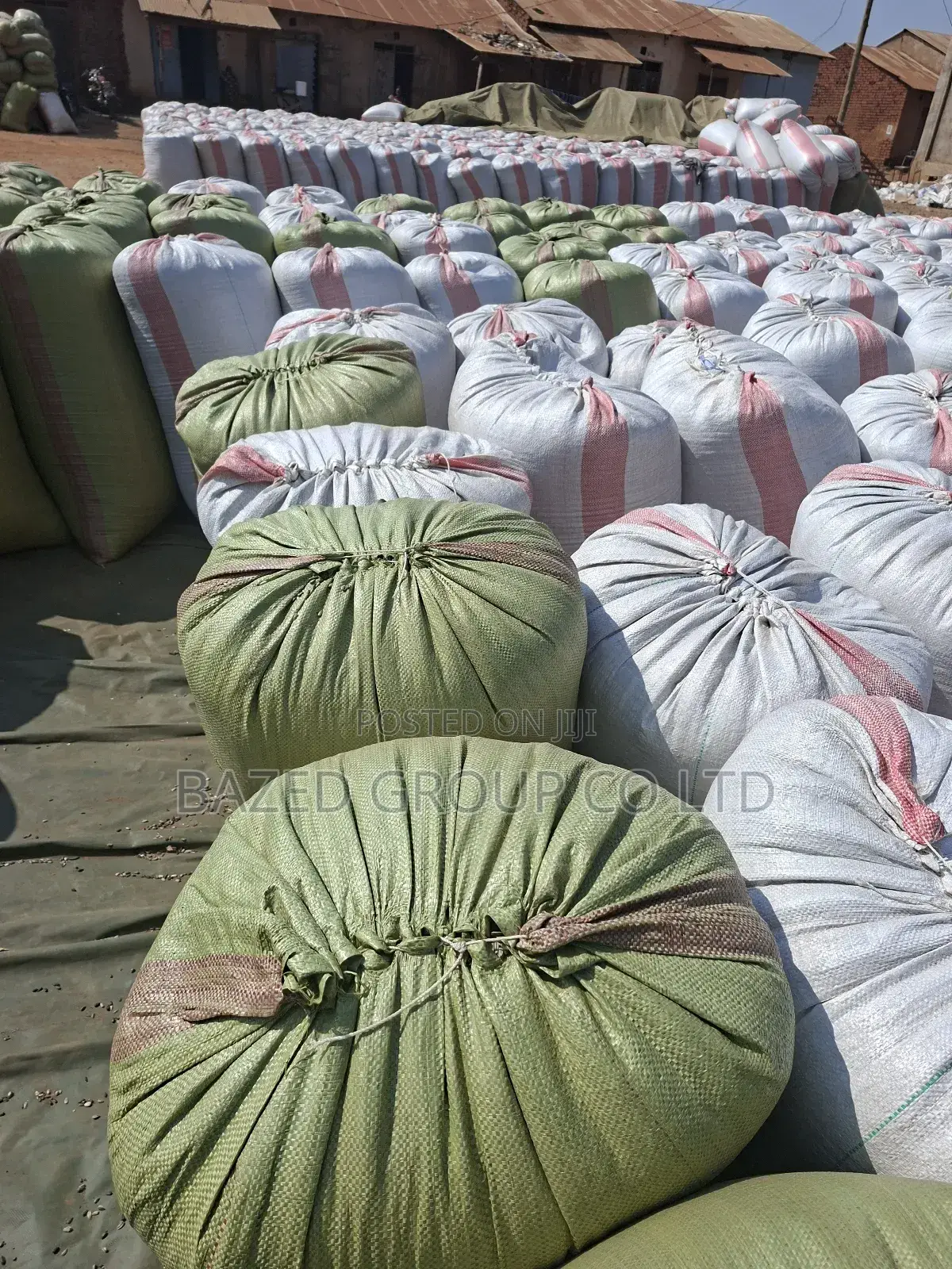 Sunflower Seeds Non Gmo