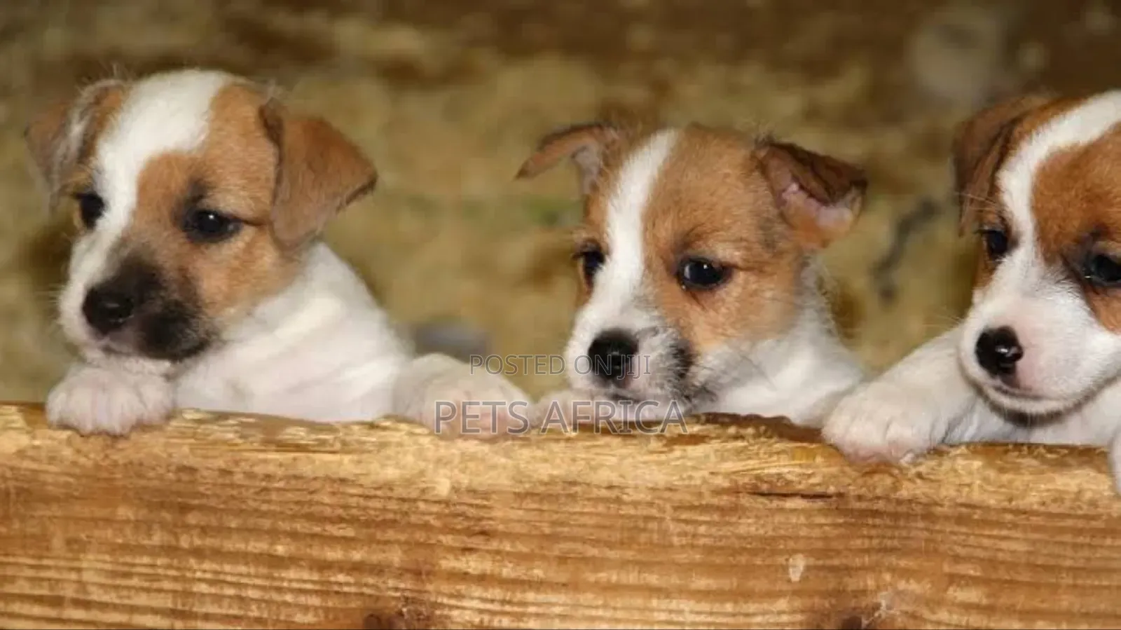 1-3 months Male Purebred Jack Russell Terrier